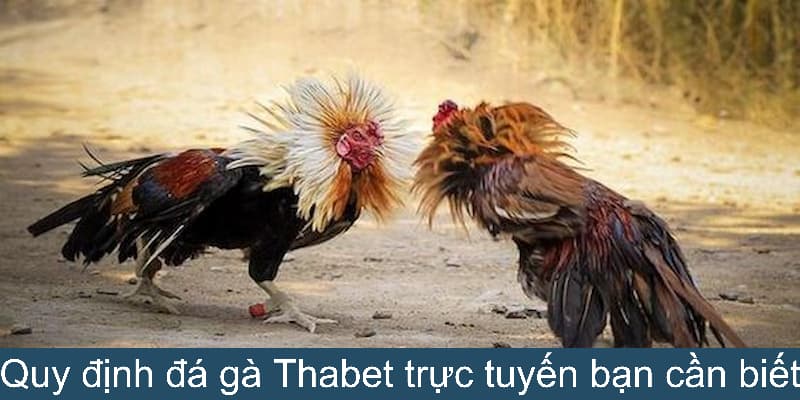 Luật chơi trong sảnh đá gà trực tuyến 