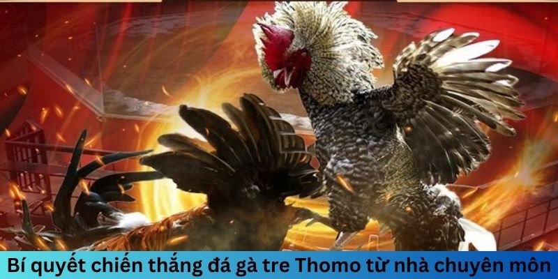 Bí quyết chiến thắng đá gà tre Thomo từ nhà chuyên môn