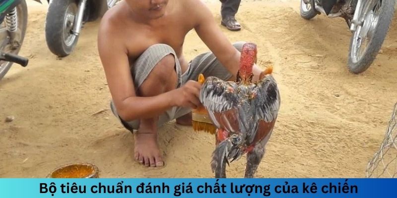 Bộ tiêu chuẩn đánh giá chất lượng của kê chiến