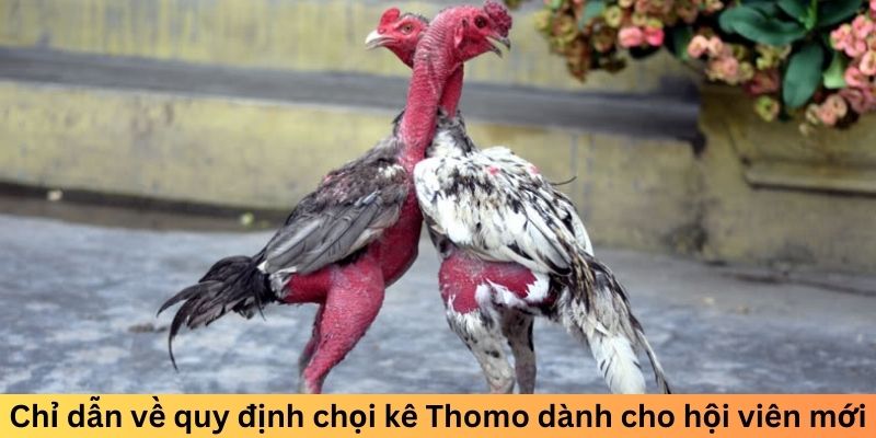 Chỉ dẫn về quy định chọi kê Thomo dành cho hội viên mới