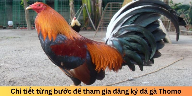 Chi tiết từng bước để tham gia đăng ký đá gà Thomo