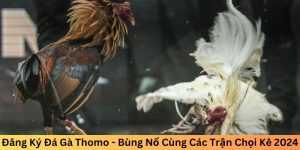 Đăng ký đá gà Thomo