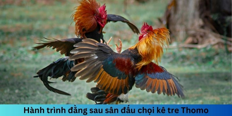 Hành trình đằng sau sân đấu chọi kê tre Thomo