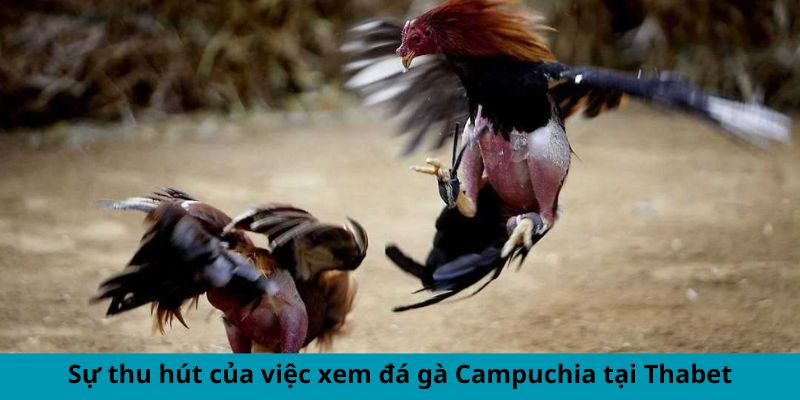 Sự thu hút của việc xem đá gà Campuchia tại Thabet